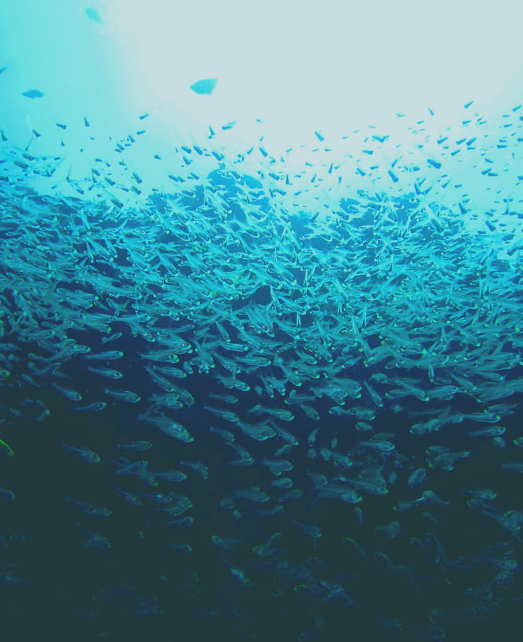 透き通る海の中を小さな魚の群れが泳いている様子