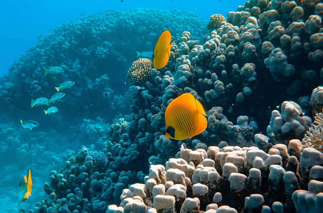 海の中でイソギンチャクの近くを複数の魚が泳いでいる様子