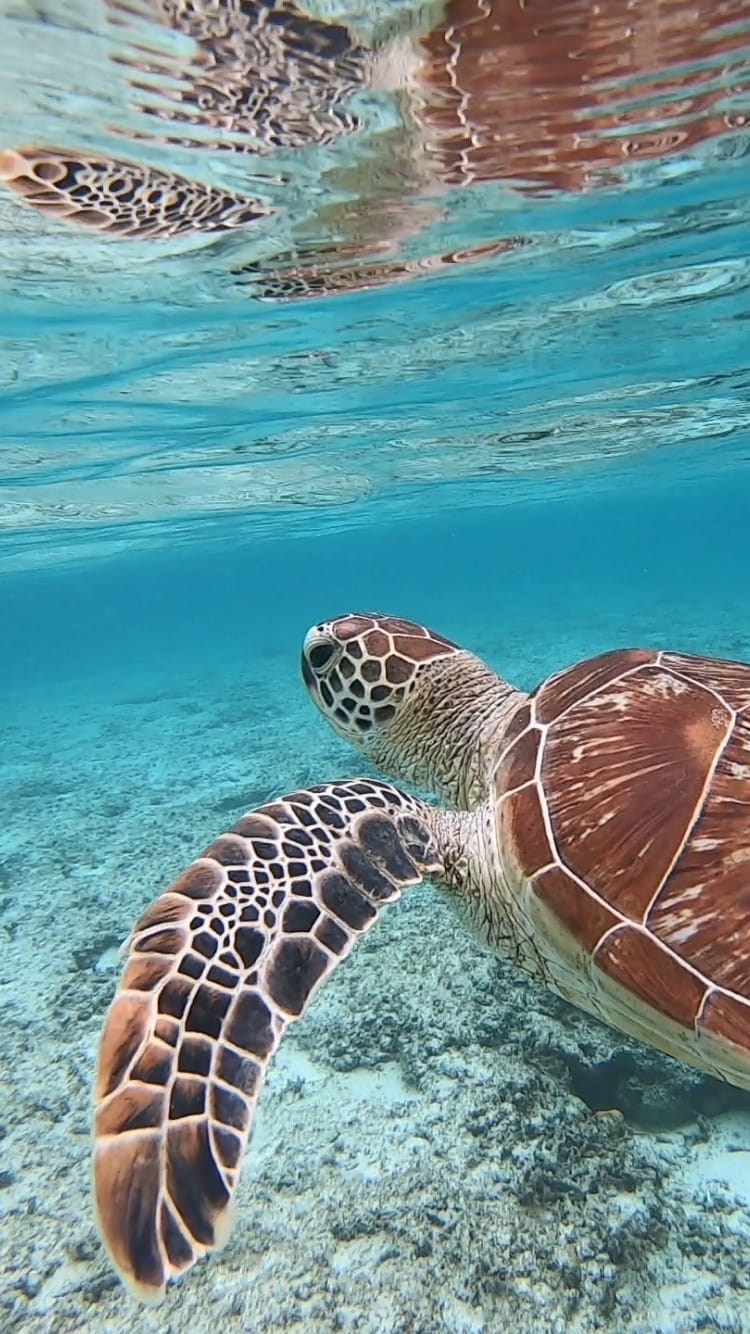 ウミガメが浅瀬の綺麗な海で泳いでいる様子