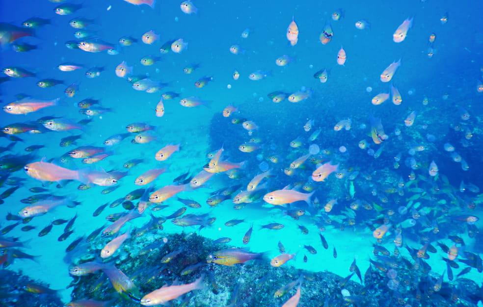 青色の海の中を小さい魚が群れで泳いでいる様子