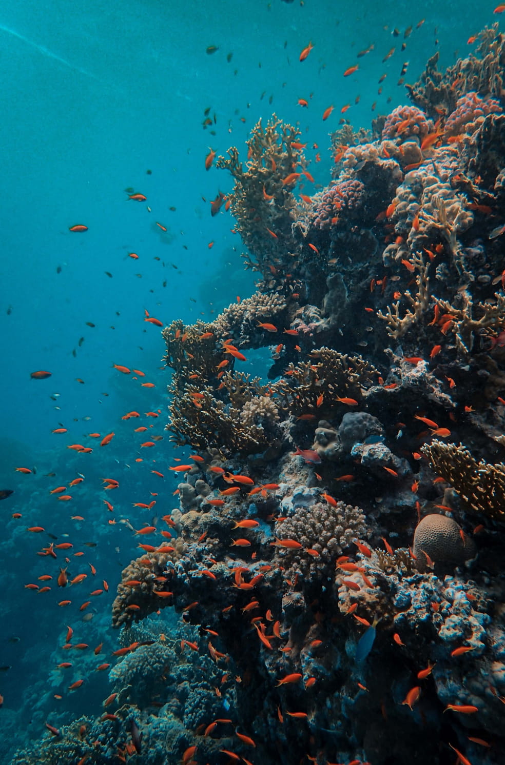 海の中の岩に小さな赤い魚が複数匹泳いでいる様子