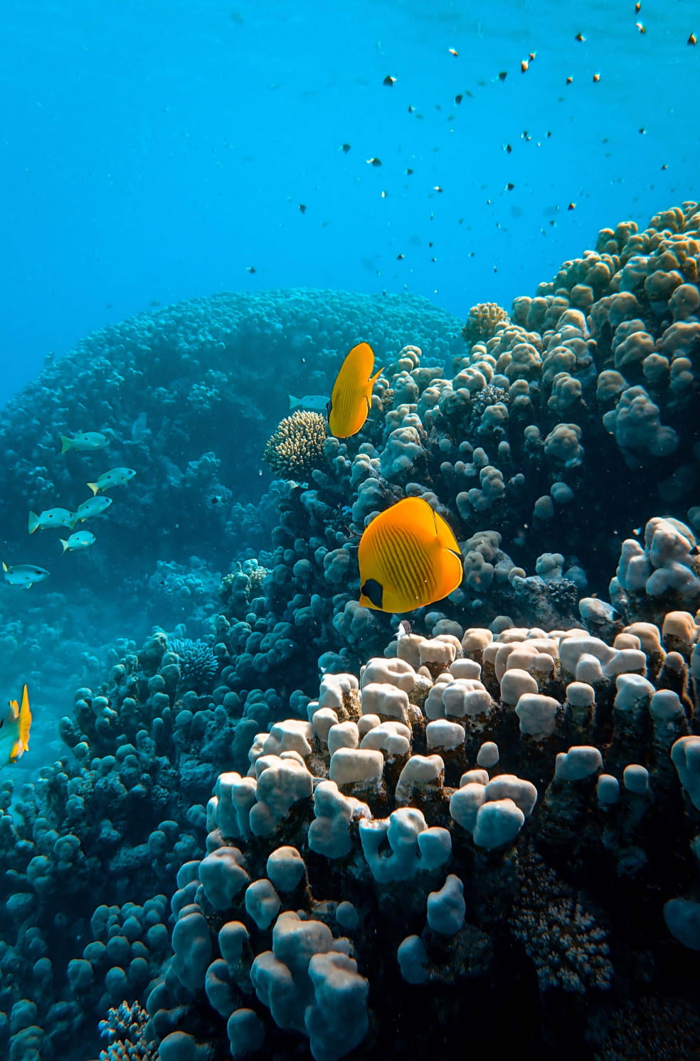 海の中でイソギンチャクの近くを複数の魚が泳いでいる様子